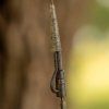 avid carp zavesky outline flecktone pinned lead clips (2)