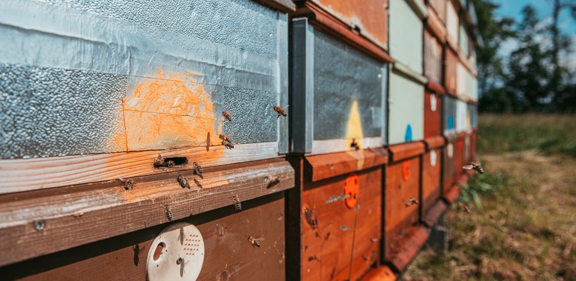 První jarní rostliny – poklad pro včely