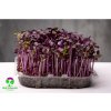 54 microgreens redkev red sango