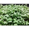 307 4 microgreens calabrese brokolice