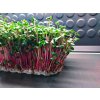 194 3 microgreens