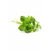 doTERRA OREGANO esenciálny olej 15 ml