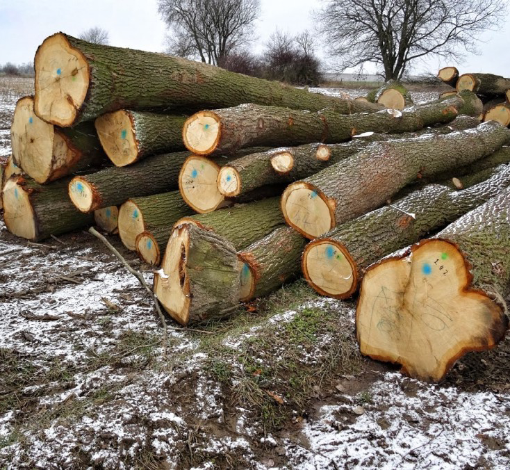 Masivní dubové dřevo na výrobu nábytku