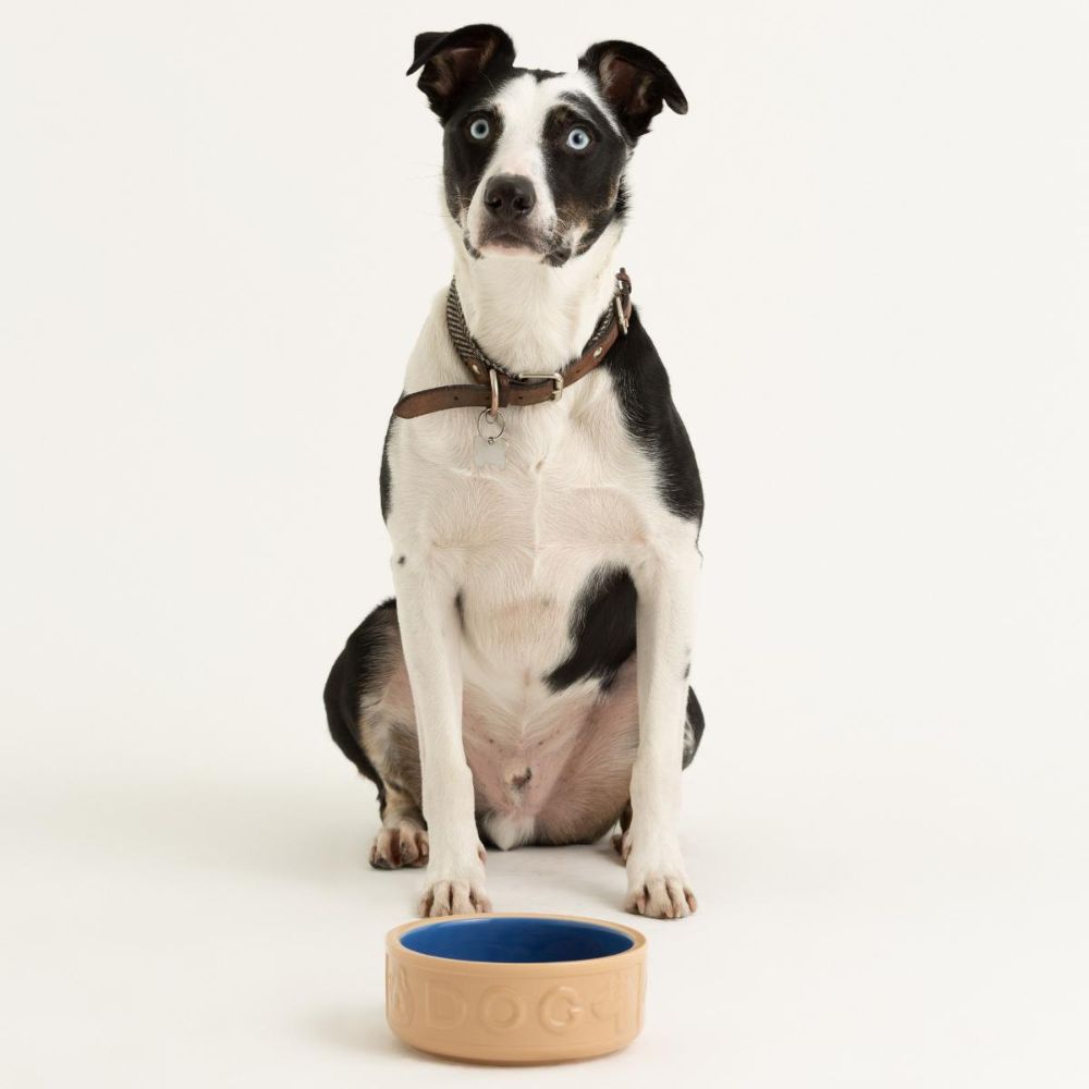 Hundenapf PETWARE CANE 18 cm, zimt/blau, Steingut, Mason Cash