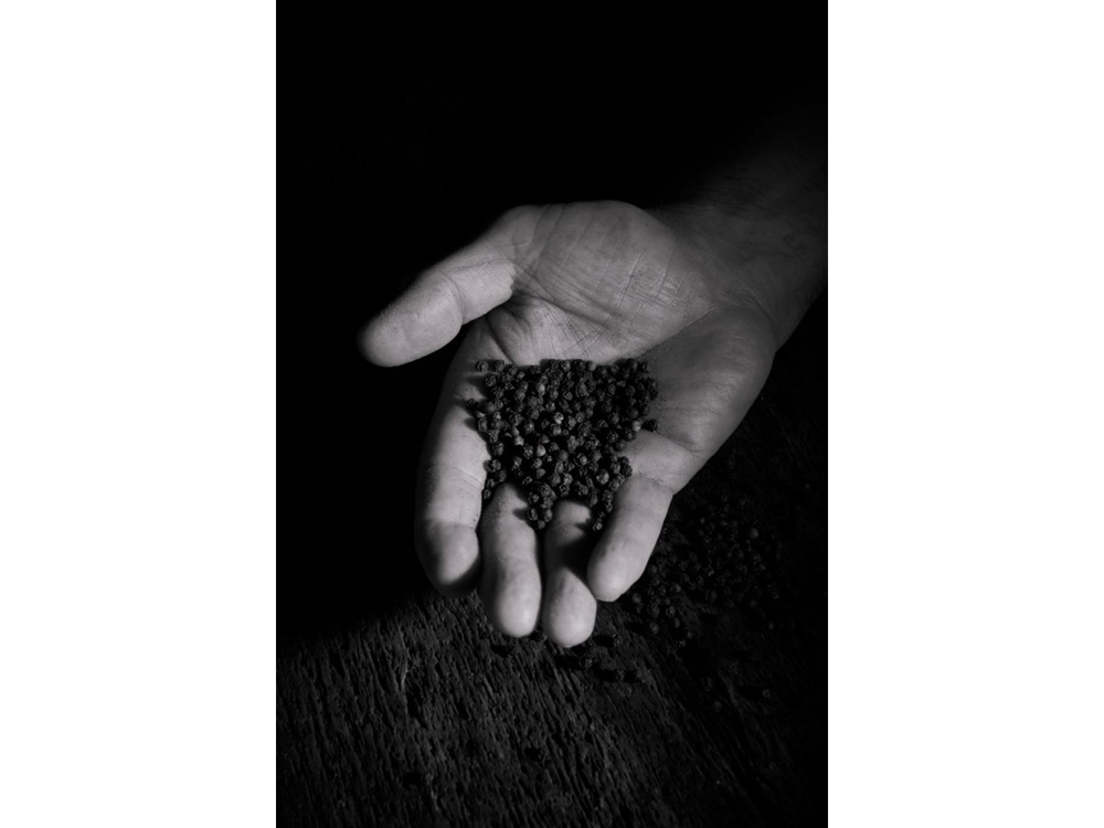 Pfeffer MELANGE POISONS 14 g, Peugeot