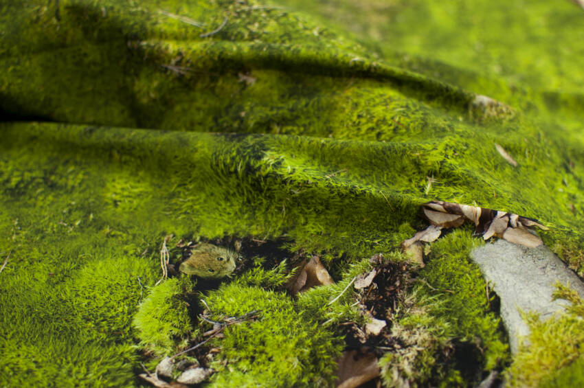 Bettwäsche Einzelbett MOSS 155 x 200 cm, Foonka