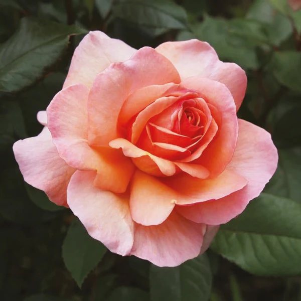 216071 5 vonna svicka bohemian rose doba horeni 45 hodin isle of skye candle company