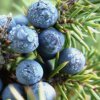 216053 3 vonna svicka juniper doba horeni 30 hodin cestovni baleni isle of skye candle company