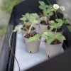 218114 6 stojan na kvetiny simply grow 80 x 63 cm cerna ocel eva solo