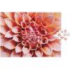 Rompecabezas DAHLIA 500 piezas, Printworks