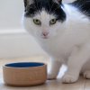 Μπολ για τροφή γάτας PETWARE CANE 13 cm, κανέλα/μπλε, πήλινο, Mason Cash