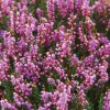 216068 6 vonna svicka heather wild berries doba horeni 45 hodin isle of skye candle company