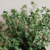 216044 6 vonna svicka wild mountain thyme doba horeni 45 hodin isle of skye candle company