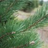 216059 4 aroma difuzer scots pine 100 ml isle of skye candle company