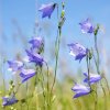 216011 3 vonna svicka scottish bluebell doba horeni 45 hodin cestovni baleni isle of skye candle company
