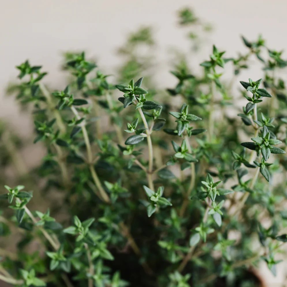 216044 6 vonna svicka wild mountain thyme doba horeni 45 hodin isle of skye candle company