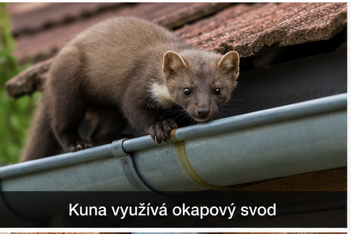 Jak zabránit kuně ve vstupu do podkroví
