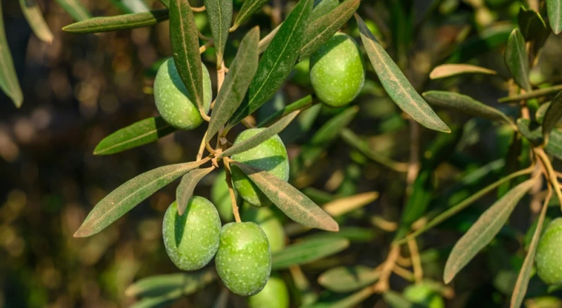 olive-tree