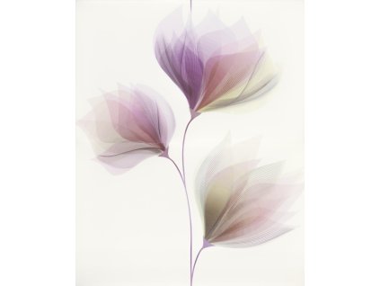 LORIS WHITE INS FLOWER 40X50