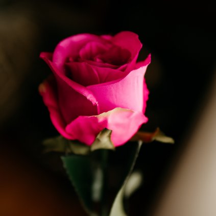 Flowers 254