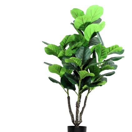 Velké listy menší stromek