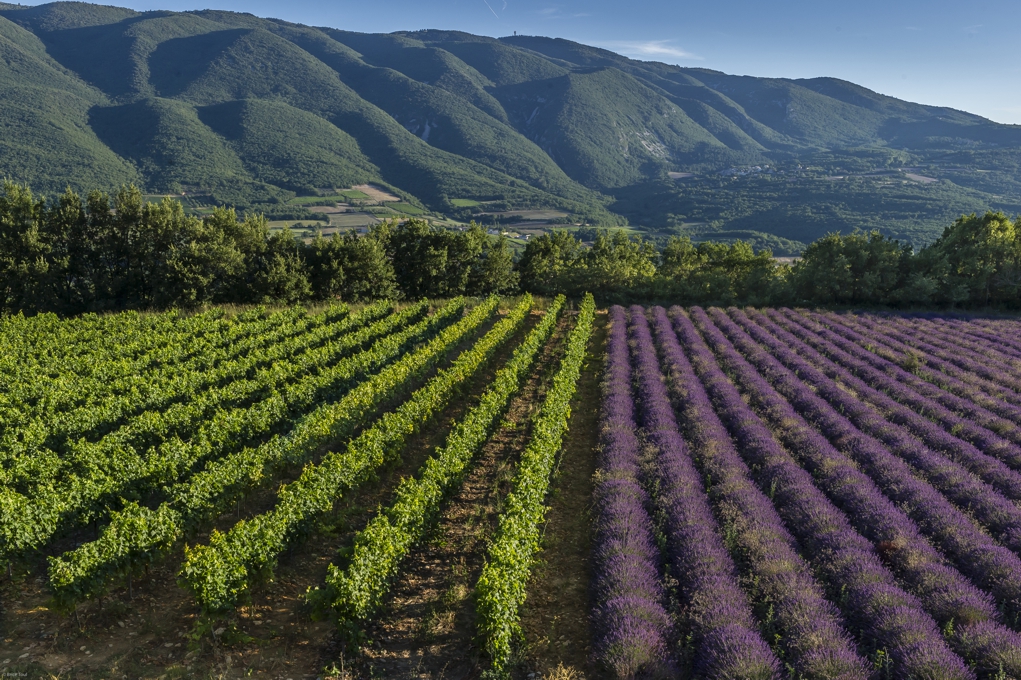 Ventoux - jižní Francie