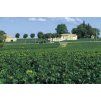 vigne trotte vieille med 1