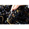 grapes 1