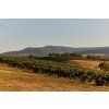 mlgvineyards 1