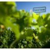 Clos du Clocher