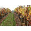 vignes rond 1b 1