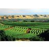 Basket CaseShiraz