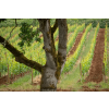 res vineyards carousel dec 3 900x600
