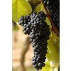 malbec 2 3 1