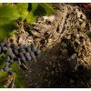 hauts conseillants terroir 1 1