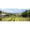 Cantine Benvenuto