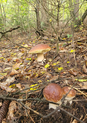 Houbařská sezóna v plném proudu: Jaký nůž si vzít do lesa?