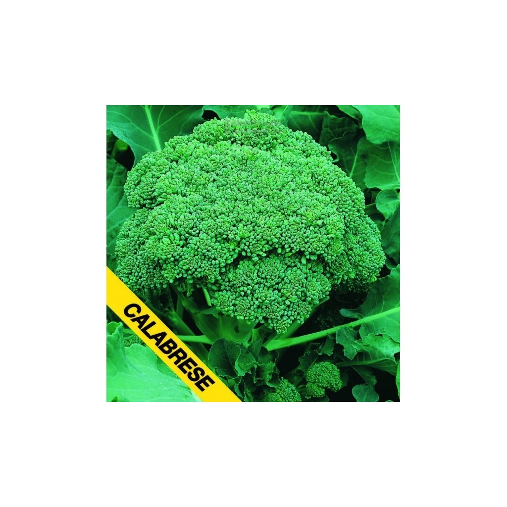 Brokolice Verde Calabrese - semena brokolice 1 g, 250 ks