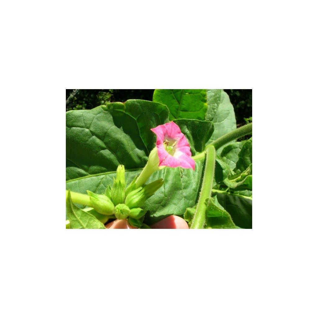 Tabák virginský Kentucky Burley (Nicotiana tabacum) - semena tabáku - cca 300 ks