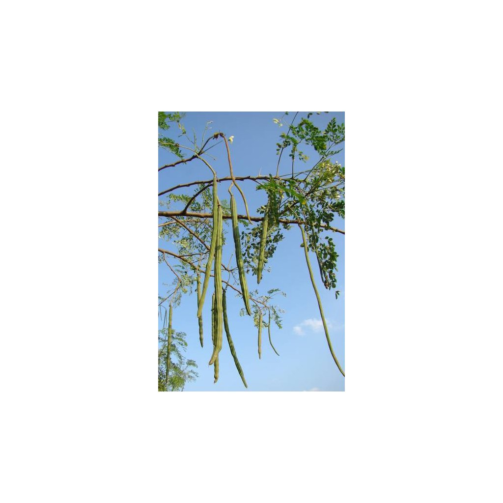 moringa oleifera 2 380x760