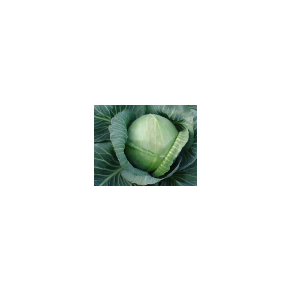Bílé zelí hlávkové Holt - semena zelí 0,5 g, 120 ks