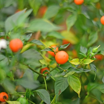 PIS BAS HARARI - ORGANICKÁ SEMENA CHILLI - 5 KS