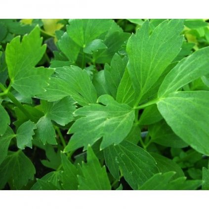 Libeček lékařský - Levisticum officinale - semena libečku 0,5 g, 170 ks