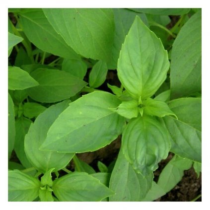 BAZALKA BALKONOVÁ CITRONOVÁ (Ocimum basilicum L.)- SEMENA BAZALKY - 0,5 G (CCA 250 KS)