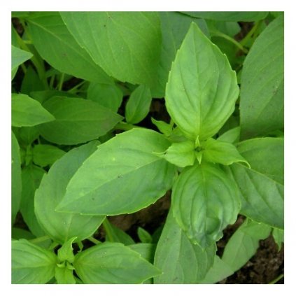 Bazalka balkonová citronová - semena bazalky 0,5 g, 450 ks
