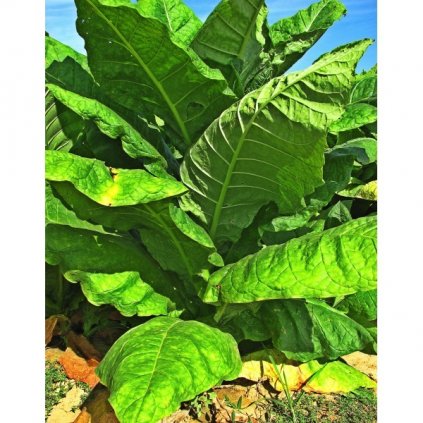 Tabák virginský Burley (Nicotiana tabacum) - semena tabáku - cca 500 ks