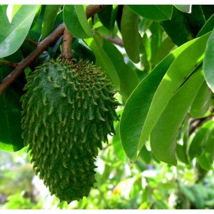 ANONA OSTNITÁ - GRAVIOLA (ANNONA MURICATA) SEMENA GRAVIOLY - 10 KS