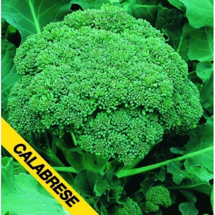 Brokolice Verde Calabrese - semena brokolice 1 g, 250 ks