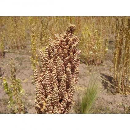 Merlík chilský - Quinoa, bílá (Chenopodium Quinoa) semena - cca 20 ks