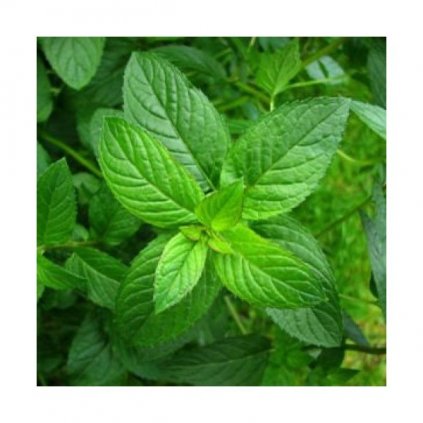 MÁTA (MENTHA SP.) - SEMENA MÁTY 0,1 G, (CCA 600 SEMEN)